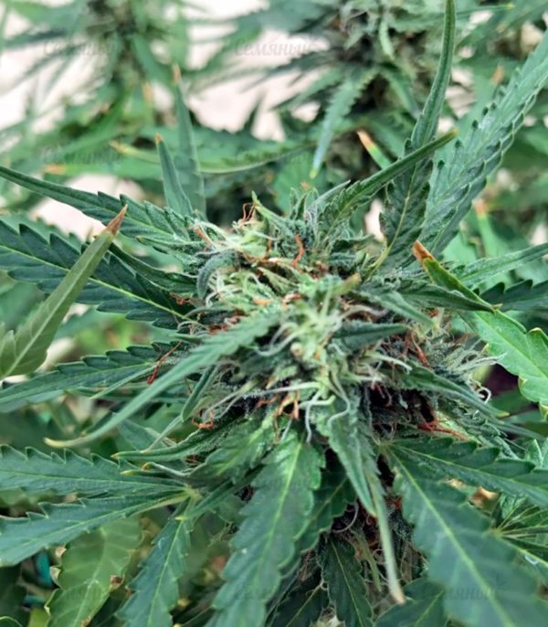 Семена сорта Blue Amnesia XXL Autoflowering (Dinafem Seeds) — изображение 5