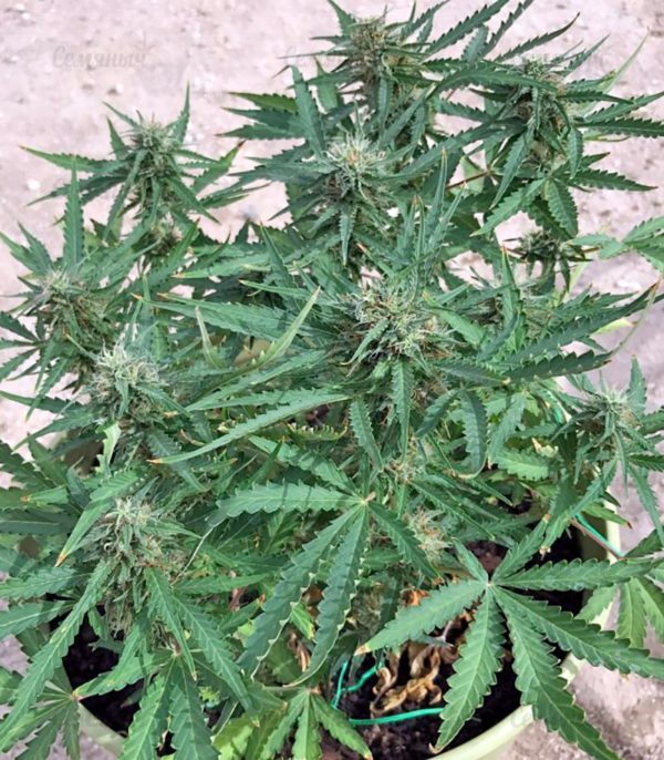 Семена сорта Blue Amnesia XXL Autoflowering (Dinafem Seeds) — изображение 6
