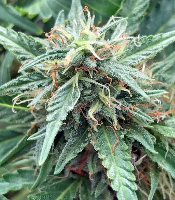 Семена сорта Blue Amnesia XXL Autoflowering (Dinafem Seeds) — изображение 8