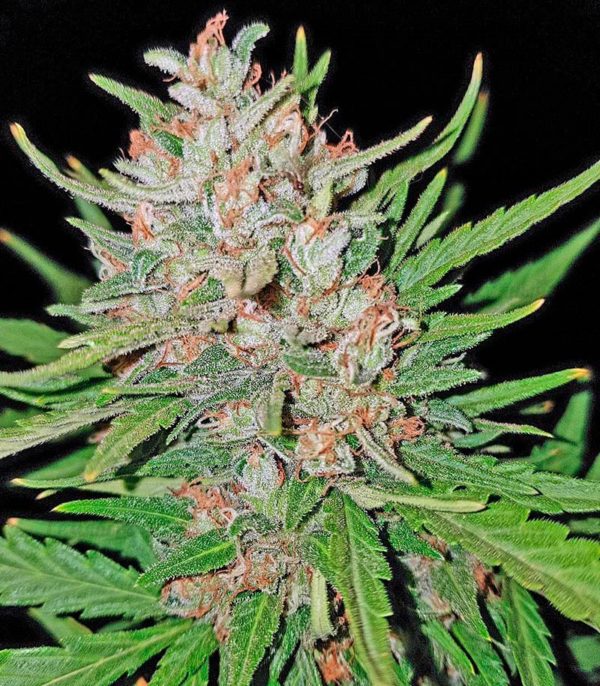 Семена сорта Extreme Impact Auto (Heavyweight Seeds) — изображение 5