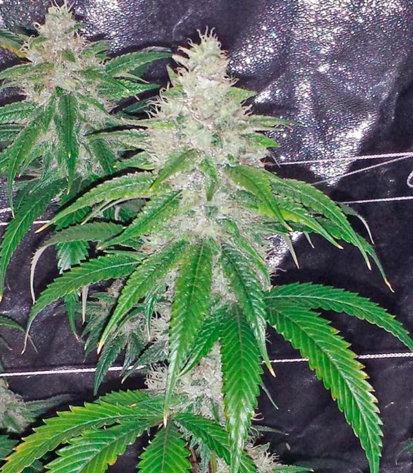 Семена сорта Extreme Impact Auto (Heavyweight Seeds) — изображение 6