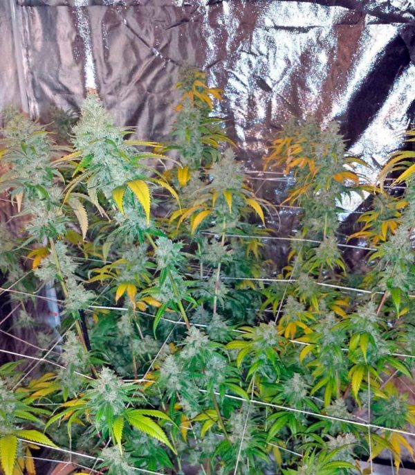 Семена сорта Extreme Impact Auto (Heavyweight Seeds) — изображение 7
