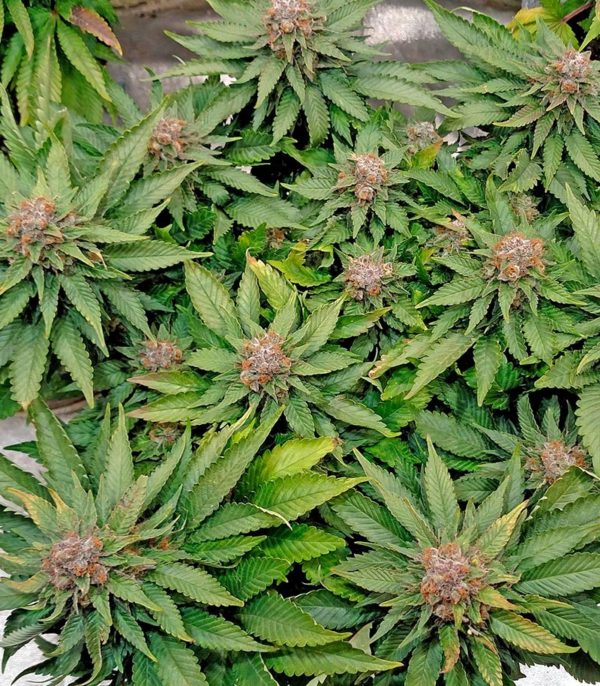 Семена сорта Auto Blue Pyramid (Pyramid Seeds) — изображение 5
