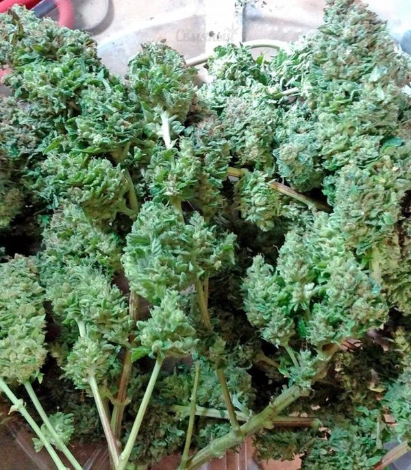Семена сорта Auto Blue Pyramid (Pyramid Seeds) — изображение 6