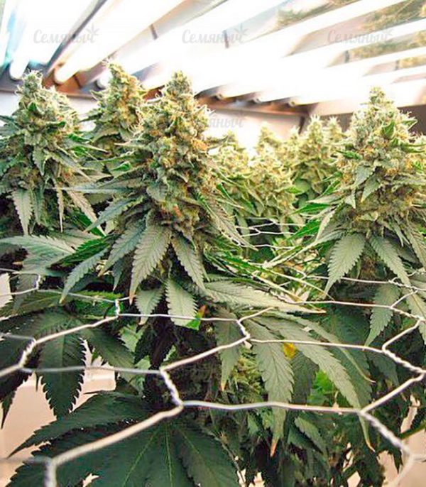 Семена сорта Auto Blue Pyramid (Pyramid Seeds) — изображение 7