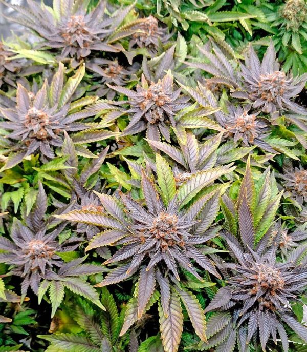 Семена сорта Auto Blue Pyramid (Pyramid Seeds) — изображение 8