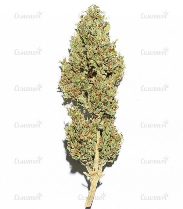 Семена сорта Buddha Deimos Auto (Buddha Seeds) — изображение 5