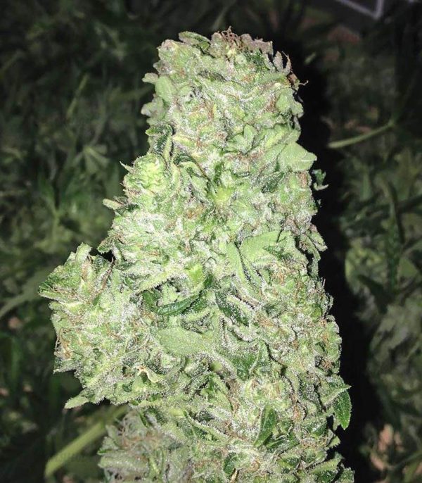 Семена сорта Buddha Deimos Auto (Buddha Seeds) — изображение 8