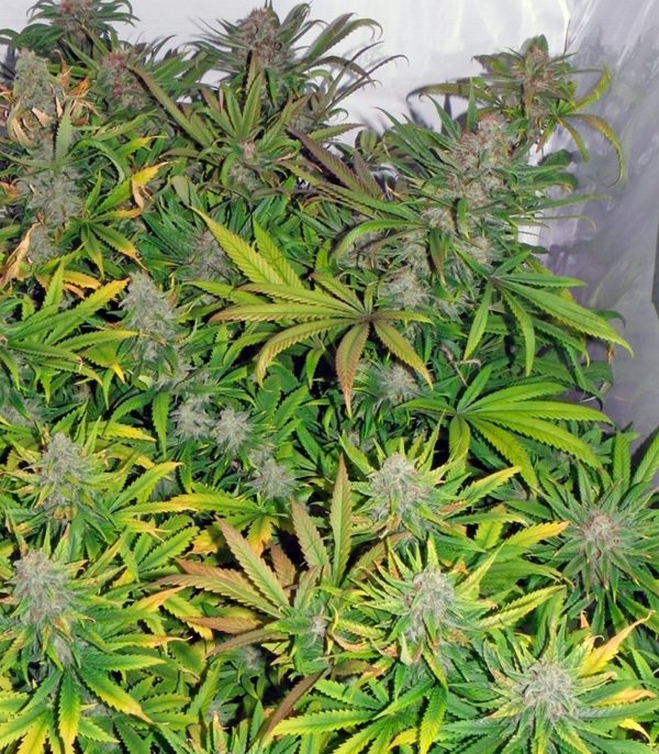 Семена сорта Pure Kush (GHS) — изображение 4