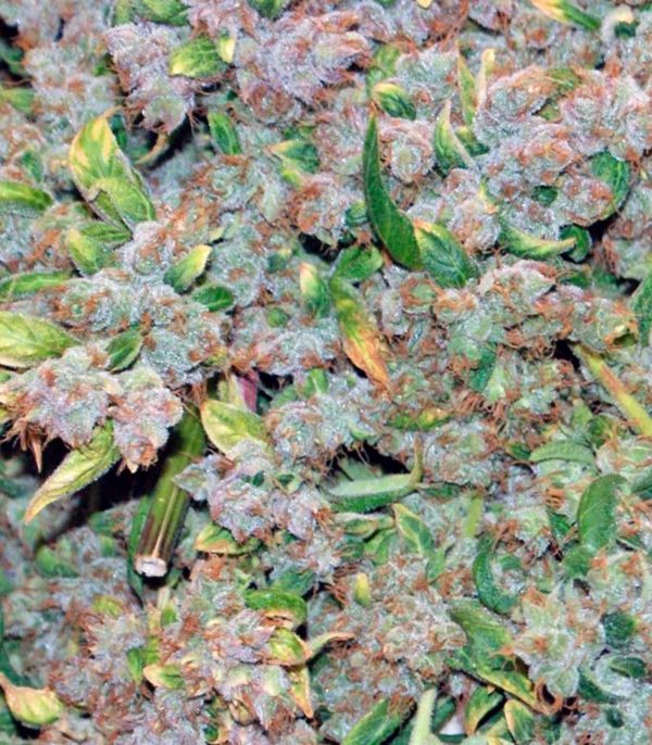 Семена сорта Pure Kush (GHS) — изображение 5