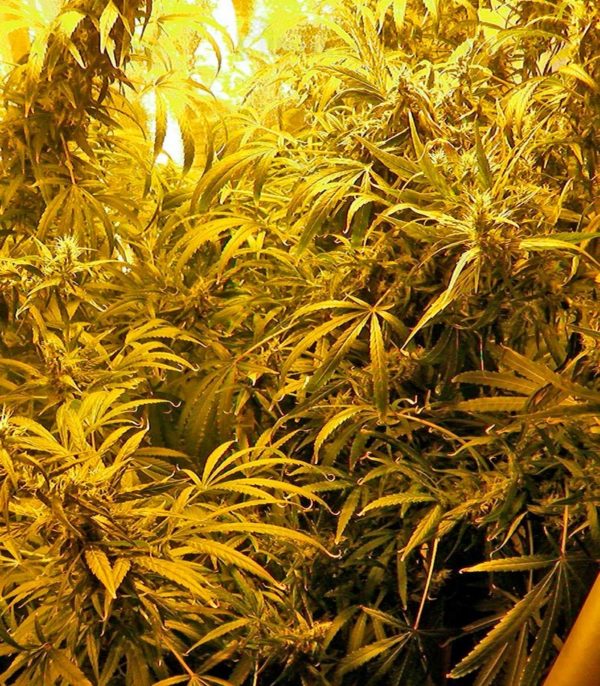 Семена сорта Brazil Amazonia (World of Seeds) — изображение 2