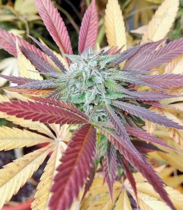 Семена сорта Candy Kush Express (Fast Flowering) — изображение 4