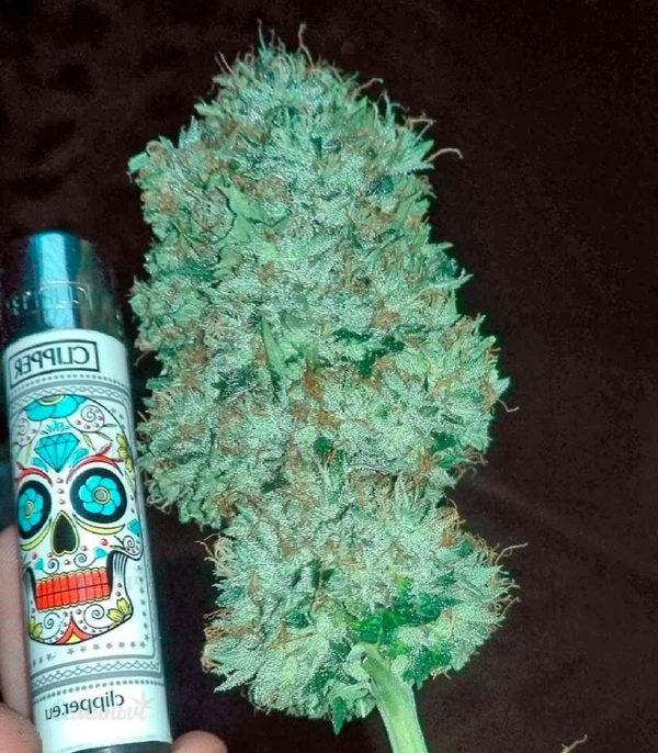 Семена сорта Candy Kush Express (Fast Flowering) — изображение 5