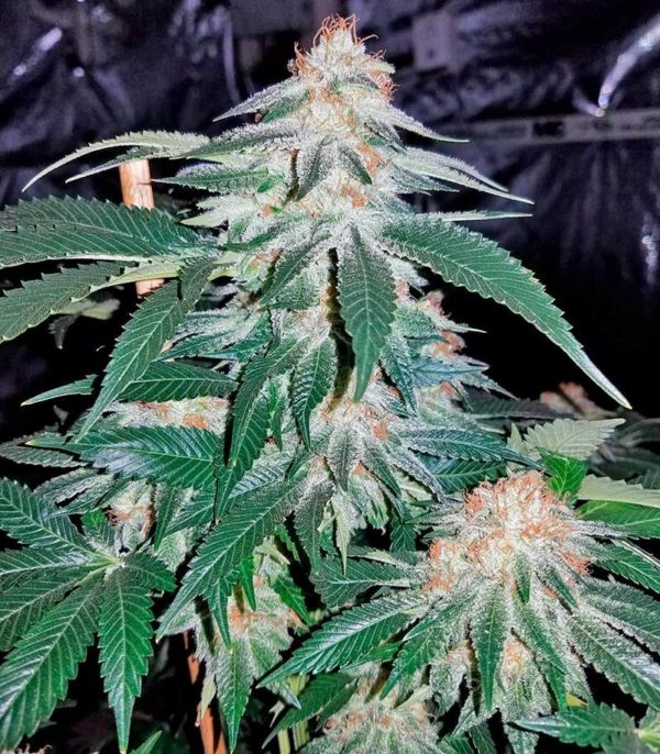 Семена сорта Candy Kush Express (Fast Flowering) — изображение 6
