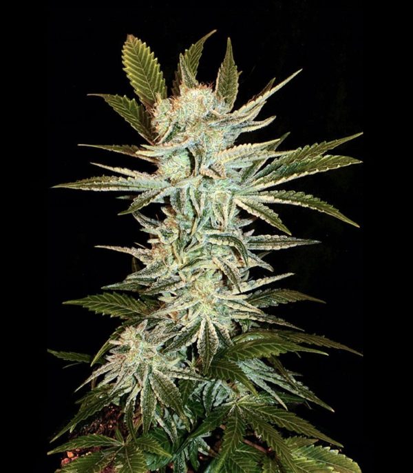 Семена сорта Californian Orange (Dutch Passion) — изображение 4
