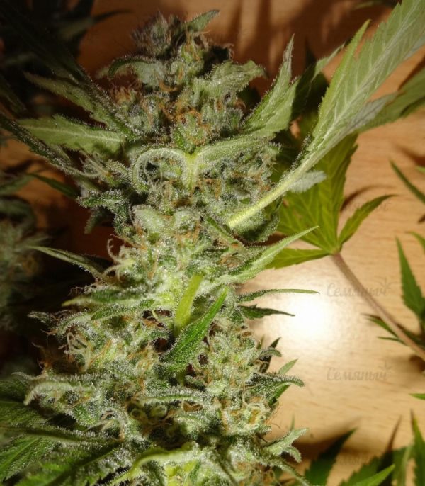 Семена сорта Kali´s White Shadow (KFC Seeds) — изображение 5