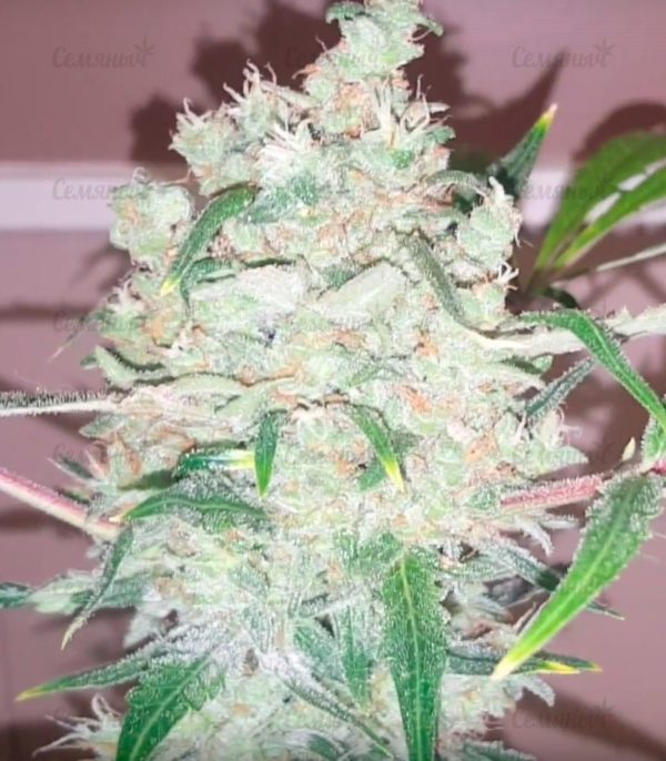 Семена сорта Nefertiti (Pyramid Seeds) — изображение 5