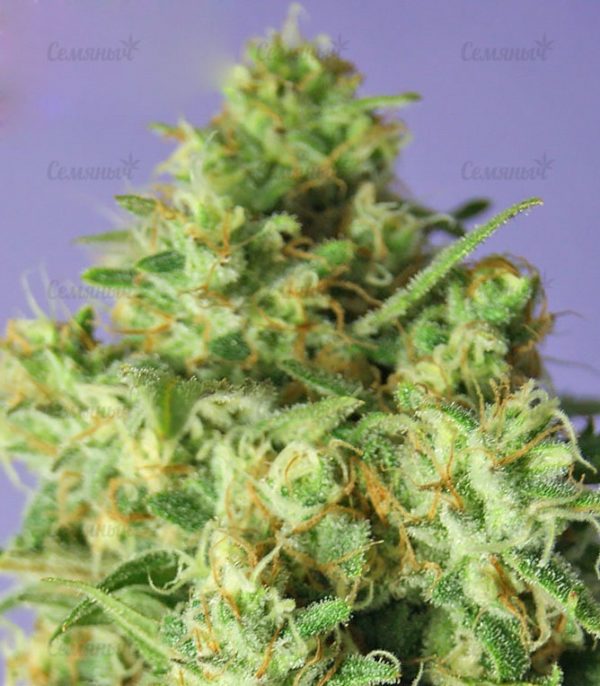 Семена сорта Nefertiti (Pyramid Seeds) — изображение 6