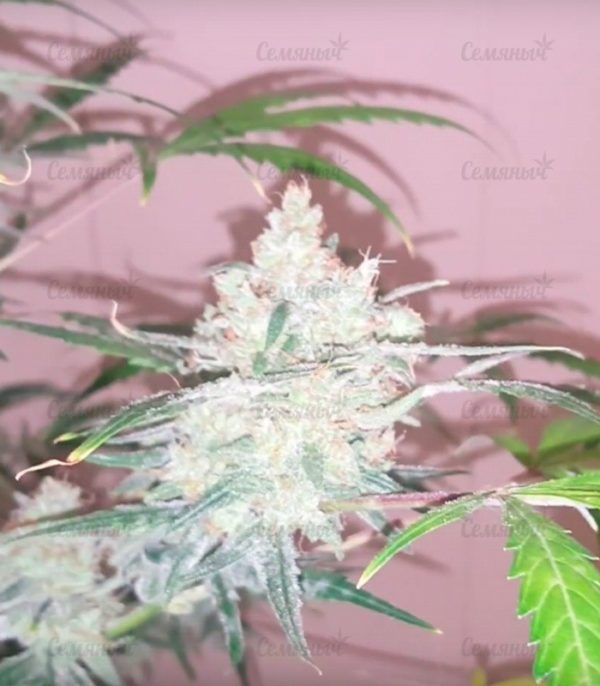 Семена сорта Nefertiti (Pyramid Seeds) — изображение 7