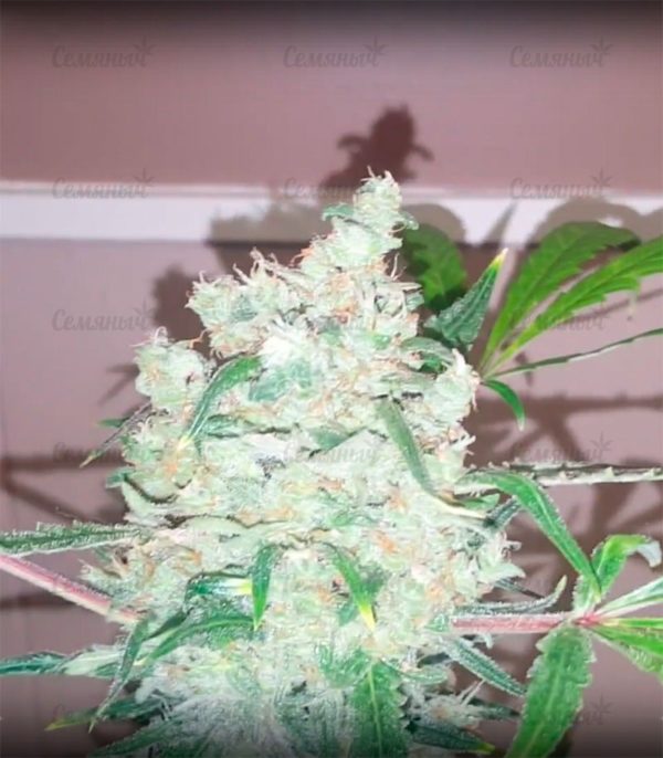 Семена сорта Nefertiti (Pyramid Seeds) — изображение 8
