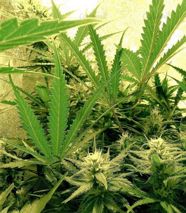 Семена сорта Sugar Black Rose Auto (Delicious Seeds) — изображение 2