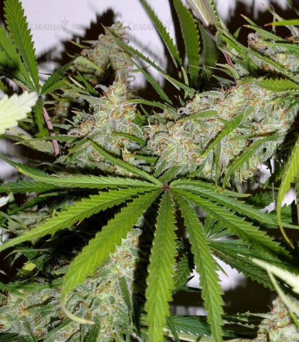 Семена сорта Sugar Black Rose Auto (Delicious Seeds) — изображение 3