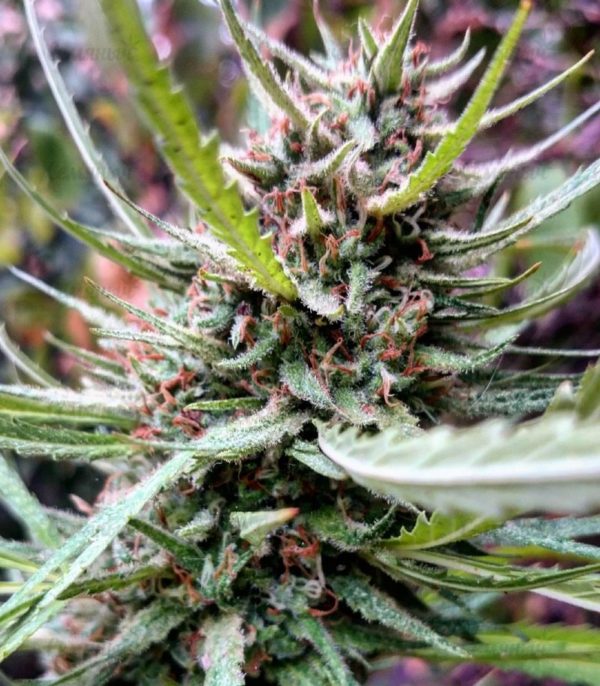 Семена сорта Sugar Black Rose Auto (Delicious Seeds) — изображение 4