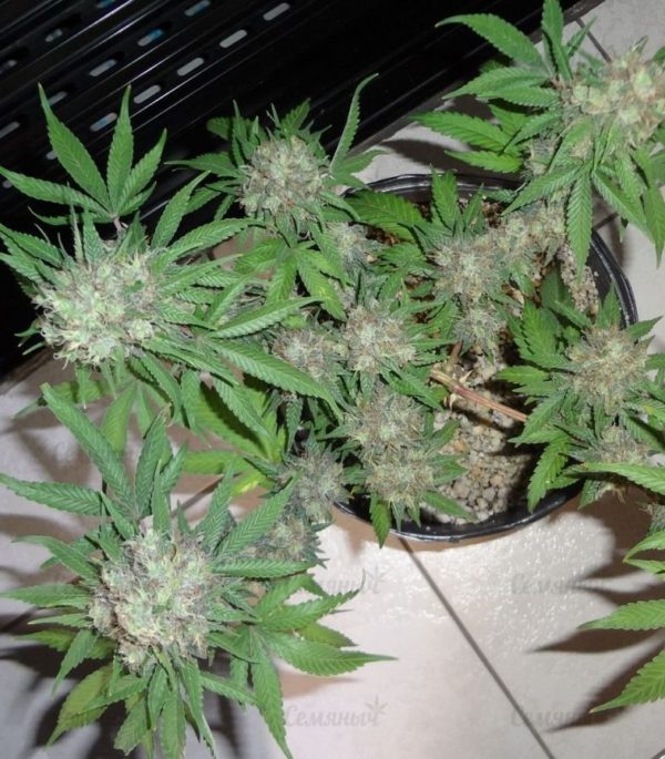 Семена сорта Sugar Black Rose Auto (Delicious Seeds) — изображение 5