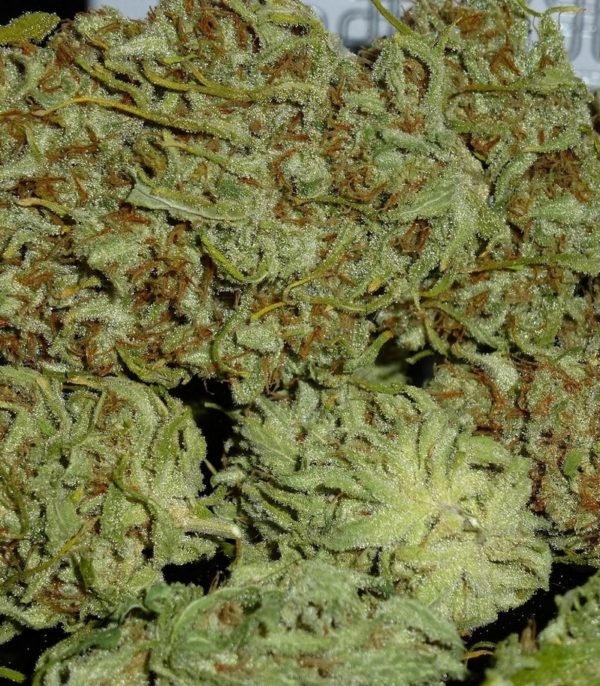 Семена сорта Sugar Black Rose Auto (Delicious Seeds) — изображение 6