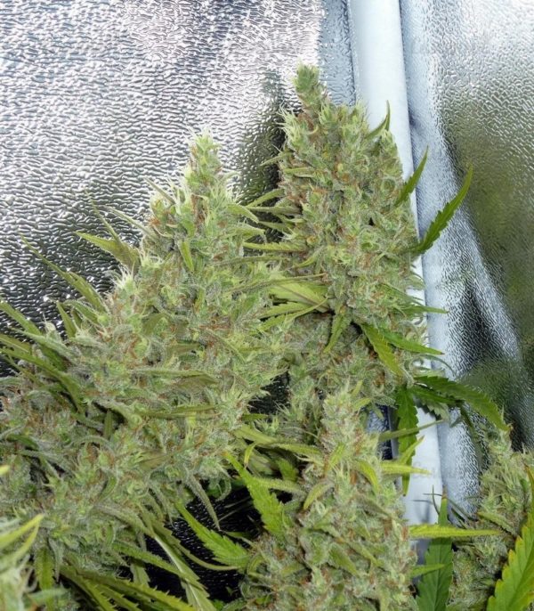 Семена сорта Sugar Black Rose Auto (Delicious Seeds) — изображение 7