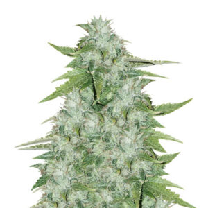 Семена сорта CBD Auto 20:1 fem (FastBuds)