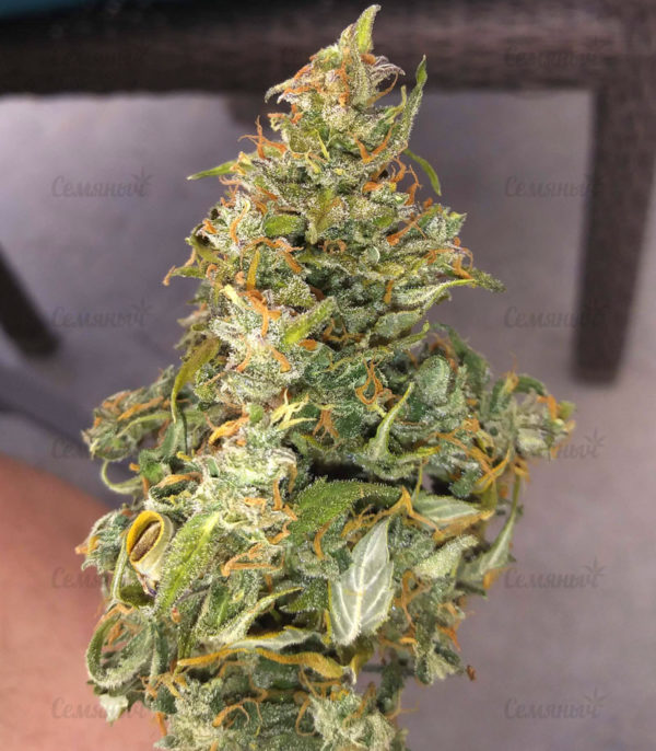 Семена сорта Dawg Star Kush — изображение 5