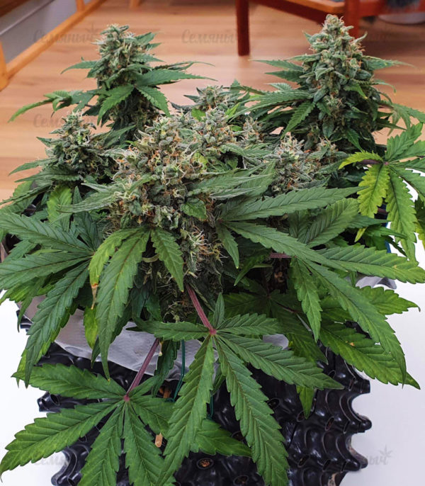 Семена сорта Dawg Star Kush — изображение 7