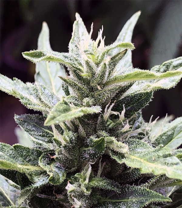 Семена сорта Dawg Star Kush — изображение 4