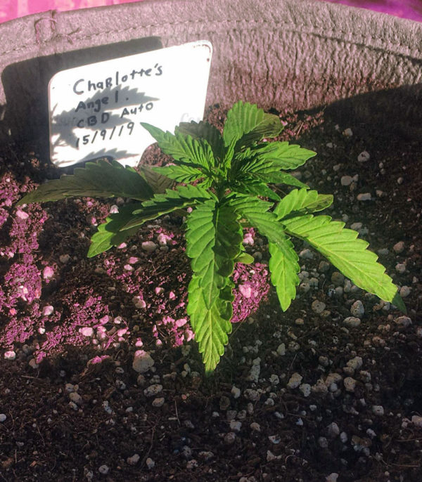 Семена сорта Dawg Star Kush — изображение 6