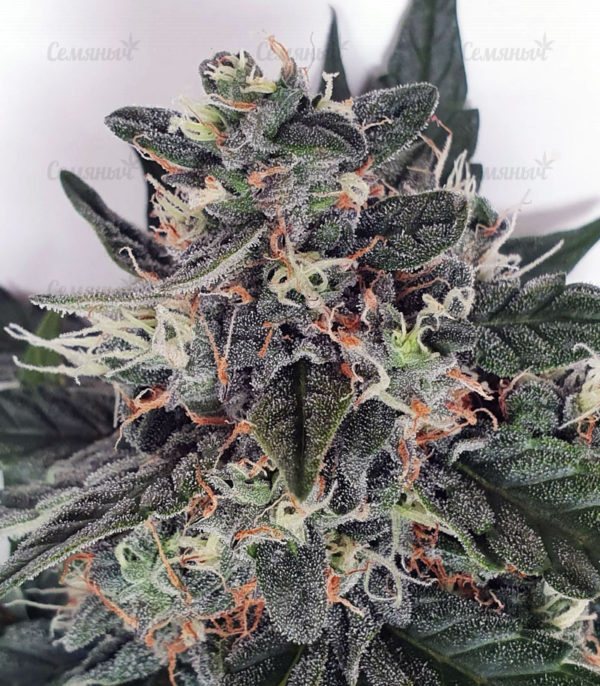 Семена сорта Dawg Star Kush — изображение 8