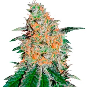 CBD JAM fem (Delicious Seeds) семена конопли