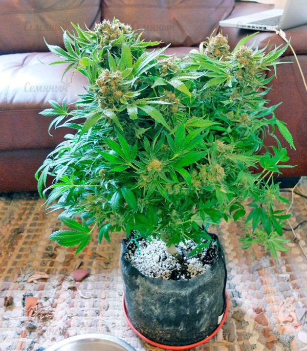 Семена сорта Critical + Autoflowering (Dinafem Seeds) — изображение 6