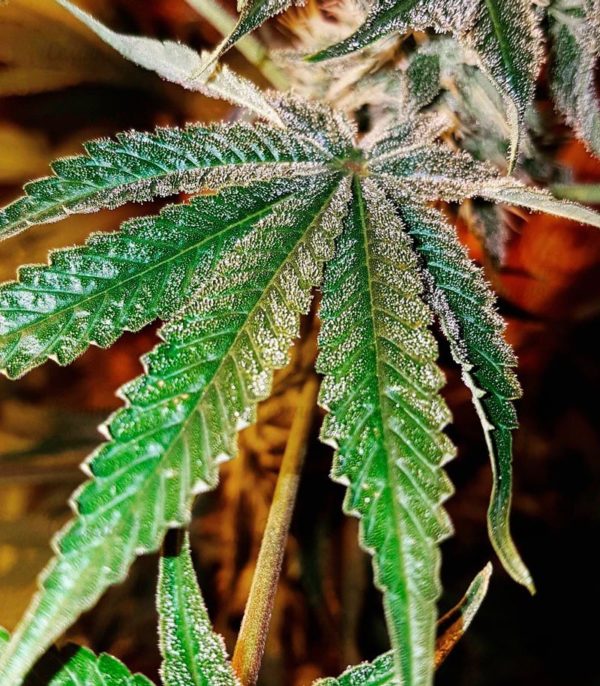 Семена сорта Auto Critical (Victory Seeds) — изображение 4