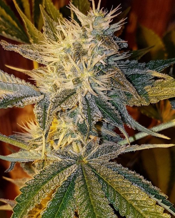 Семена сорта Auto Critical (Victory Seeds) — изображение 5
