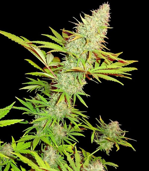 Семена сорта Auto Critical (Victory Seeds) — изображение 6