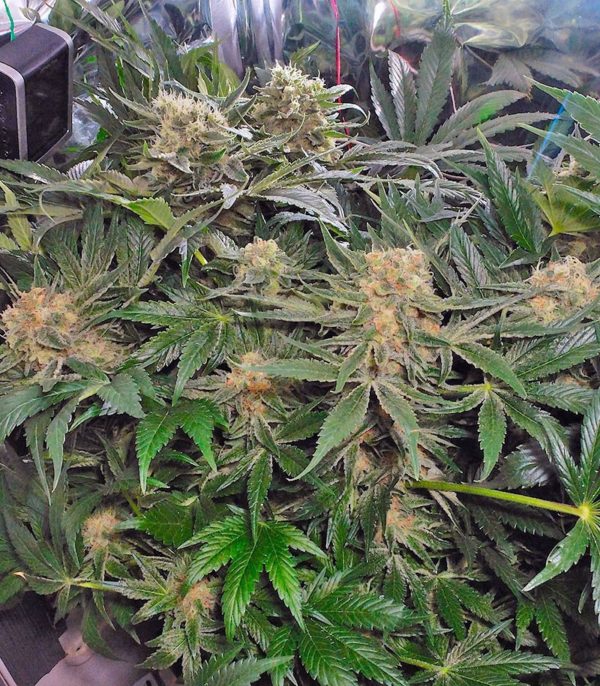Семена сорта Critical + Autoflowering (Dinafem Seeds) — изображение 5