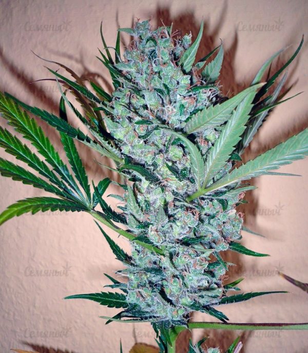 Семена сорта Critical + Autoflowering (Dinafem Seeds) — изображение 7