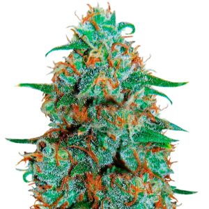 Critical Neville Haze Auto fem (Delicious Seeds) семена конопли