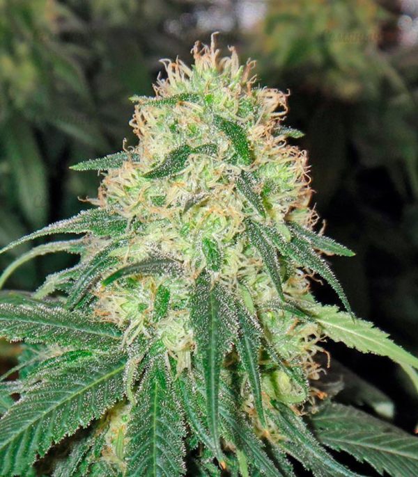 Семена сорта Hammershark (Resin Seeds) — изображение 4