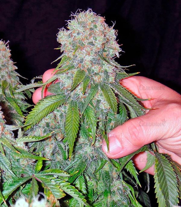 Семена сорта Hammershark (Resin Seeds) — изображение 5
