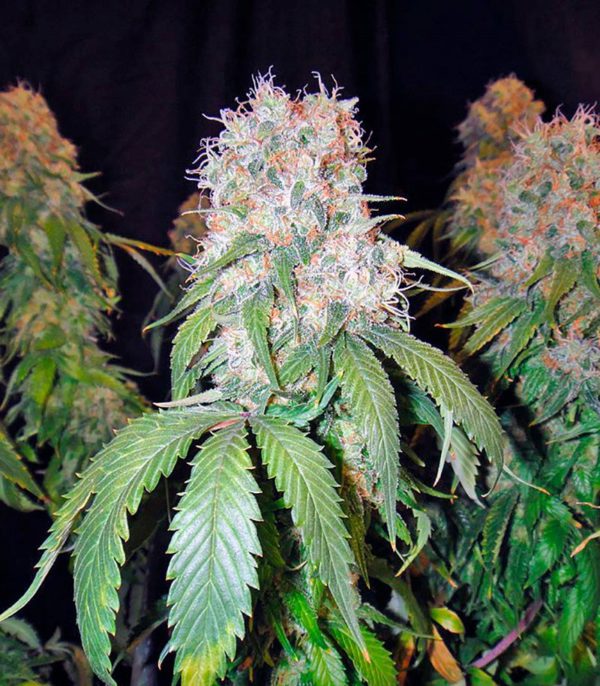 Семена сорта Hammershark (Resin Seeds) — изображение 6