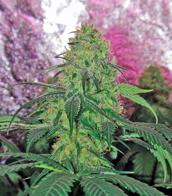 Семена сорта Hammershark (Resin Seeds) — изображение 7