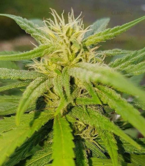 Семена сорта VIP Auto (VIP seeds) — изображение 4