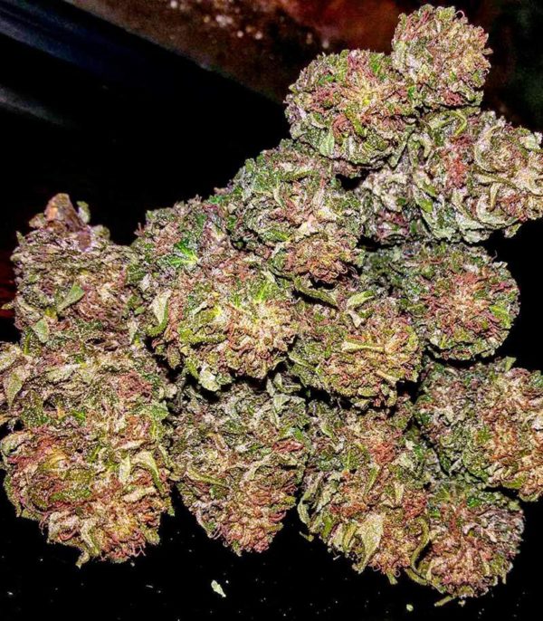 Семена сорта Purple Maroc (Female Seeds) — изображение 5